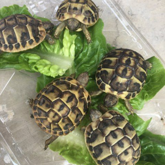Image pour l'annonce Bebe tortues hermann