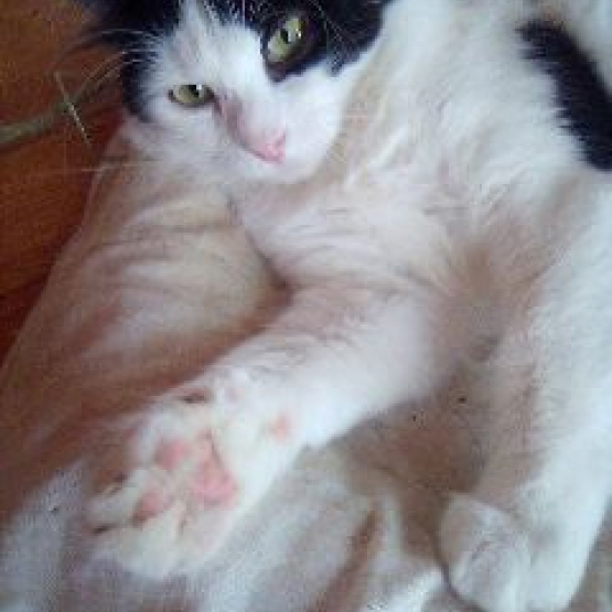 Image pour l'annonce Beau chat adulte à adopter sur Marseille