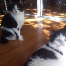 Image pour l'annonce Beau chat adulte à adopter sur Marseille