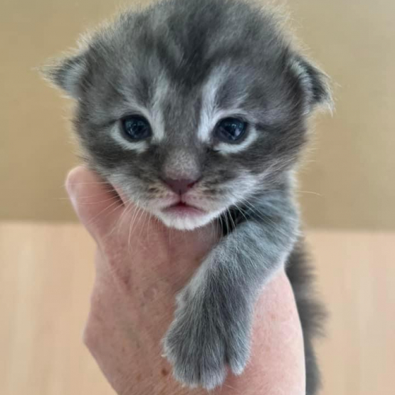 Image pour l'annonce Superbe Chaton Maine coon mâle blue blotched tabby