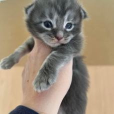 Image pour l'annonce Superbe Chaton Maine coon mâle blue blotched tabby