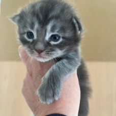 Image pour l'annonce Superbe Chaton Maine coon mâle blue blotched tabby