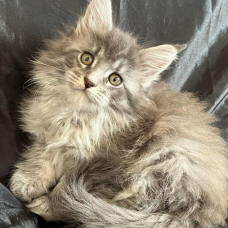 Image pour l'annonce Adorable Chaton Maine coon mâle blue blotched tabby