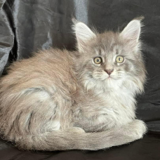 Image pour l'annonce Adorable Chaton Maine coon mâle blue blotched tabby