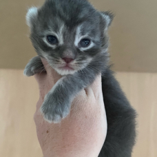 Image pour l'annonce Adorable Chaton Maine coon mâle blue blotched tabby