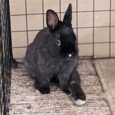 Image pour l'annonce Lapin Nain Mâle