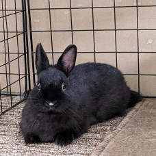 Image pour l'annonce Lapin Nain Mâle