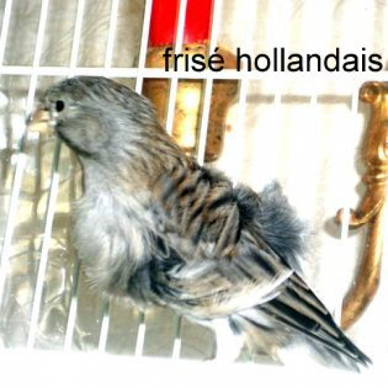 Image pour l'annonce vend 3 males canaris