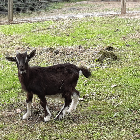 Image pour l'annonce Vends boucs poitevins