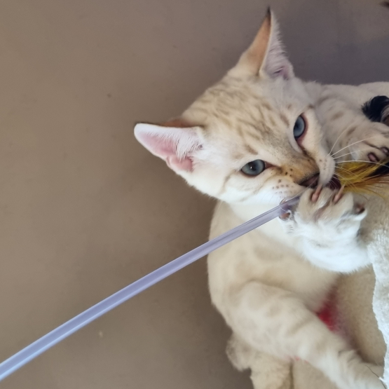 Image pour l'annonce Chatons bengals LOOF