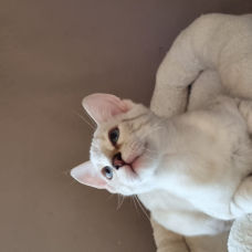 Image pour l'annonce Chatons bengals LOOF