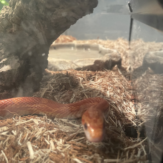 Image pour l'annonce Vends serpent des blés + terrarium