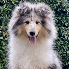 Image pour l'annonce Chiot colley