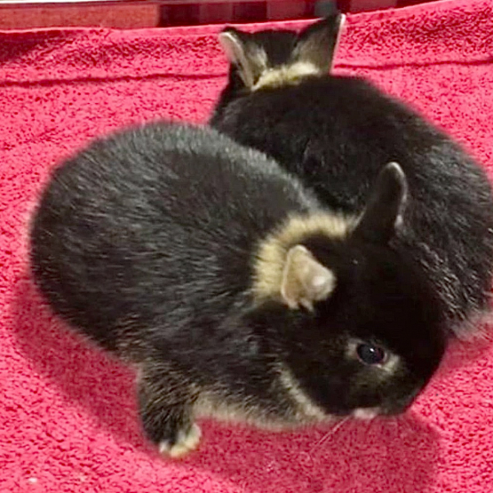 Image pour l'annonce Lapins nains bébés d’élevage sélectif