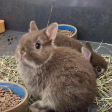 Image pour l'annonce Lapins nains bébés d’élevage sélectif