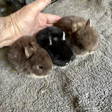 Image pour l'annonce Lapins nains bébés d’élevage sélectif