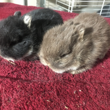 Image pour l'annonce Lapins nains bébés d’élevage sélectif