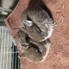 Image pour l'annonce Lapins nains bébés d’élevage sélectif