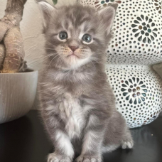 Image pour l'annonce Chaton Maine coon