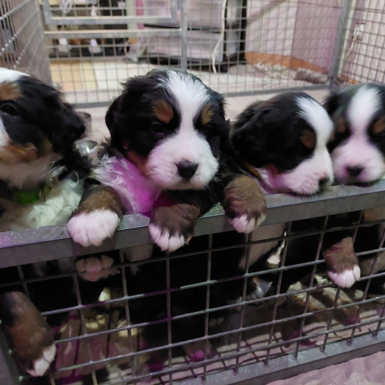Image pour l'annonce 7 Chiots bouvier bernois lof