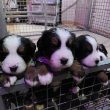 Image pour l'annonce 7 Chiots bouvier bernois lof