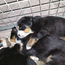 Image pour l'annonce 7 Chiots bouvier bernois lof
