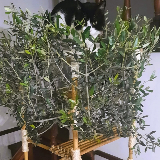 Image pour l'annonce Arbre à chat en véritable olivier naturel, location mensuelle