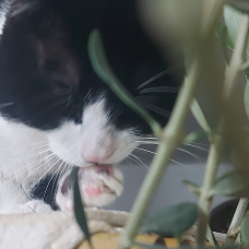 Image pour l'annonce Arbre à chat en véritable olivier naturel, location mensuelle