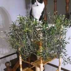 Image pour l'annonce Arbre à chat en véritable olivier naturel, location mensuelle