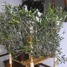 Image pour l'annonce Arbre à chat en véritable olivier naturel, location mensuelle