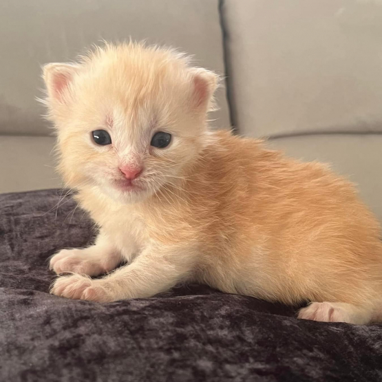 Image pour l'annonce Superbes Chatons Maine coon mâles Loof