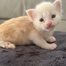 Image pour l'annonce Superbes Chatons Maine coon mâles Loof