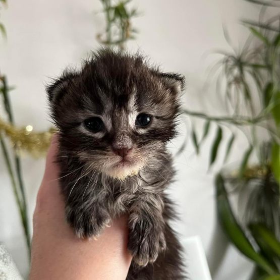 Image pour l'annonce Chatons Maine coon mâle et femelle