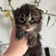 Image pour l'annonce Chatons Maine coon mâle et femelle