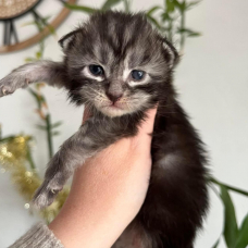 Image pour l'annonce Chatons Maine coon mâle et femelle