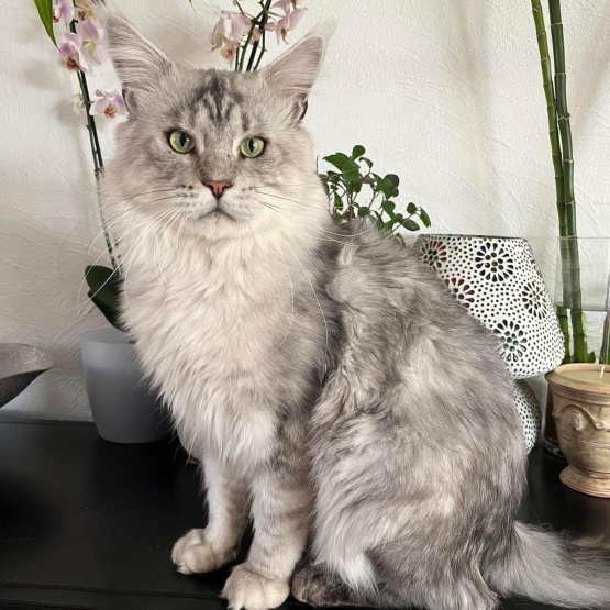 Image pour l'annonce Chatons Maine coon mâles inscrits au Loof