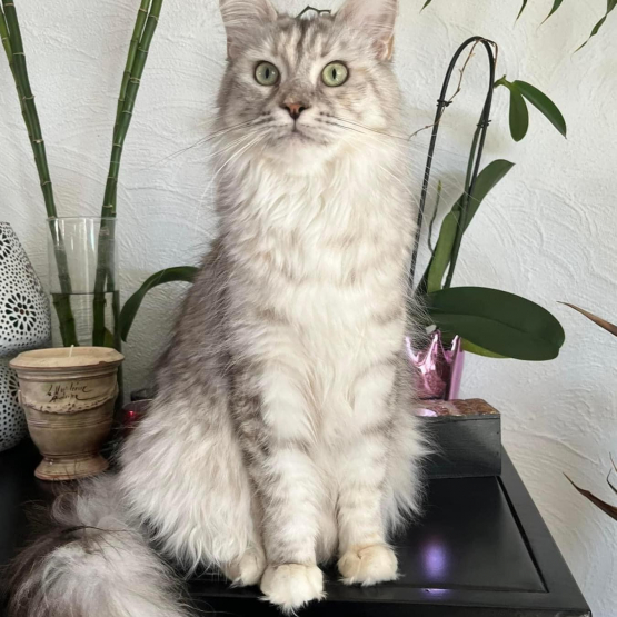 Image pour l'annonce Chatons Maine coon mâles inscrits au Loof