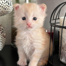 Image pour l'annonce Chatons Maine coon mâles inscrits au Loof