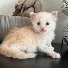 Image pour l'annonce Chatons Maine coon mâles inscrits au Loof