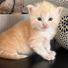 Image pour l'annonce Chatons Maine coon mâles inscrits au Loof