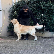 Image pour l'annonce Etalon Golden Retriever LOF pour saillies