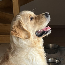 Image pour l'annonce Etalon Golden Retriever LOF pour saillies