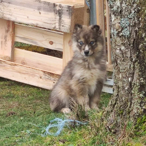 Image pour l'annonce Chiot mâle husky sibérien disponible