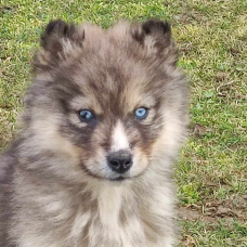 Image pour l'annonce Chiot mâle husky sibérien disponible