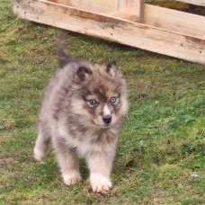 Image pour l'annonce Chiot mâle husky sibérien disponible