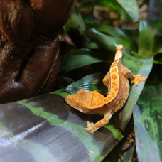 Image pour l'annonce Geckos à crête