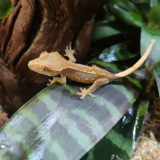 Image pour l'annonce Geckos à crête