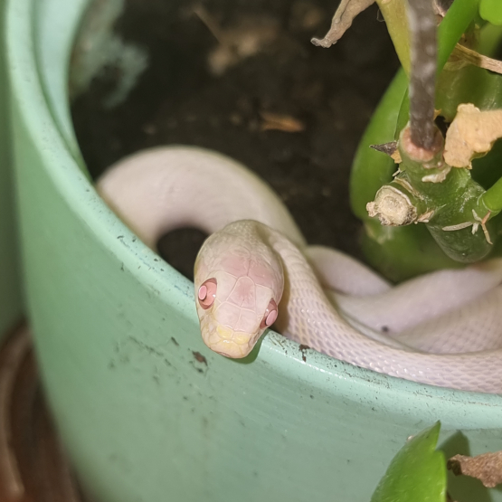 Image pour l'annonce Jeune couple des blés - Pantherophis guttata