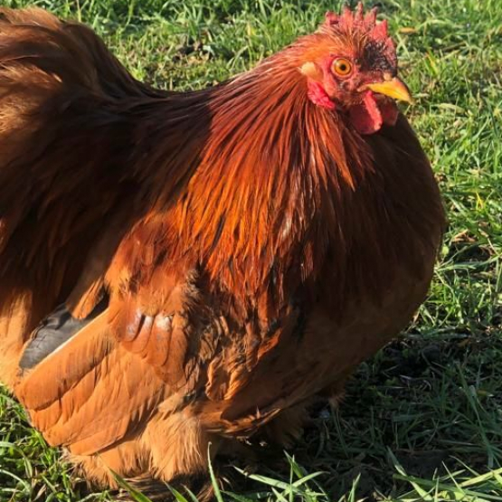 Image pour l'annonce coq pékin roux