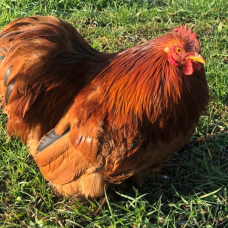 Image pour l'annonce coq pékin roux
